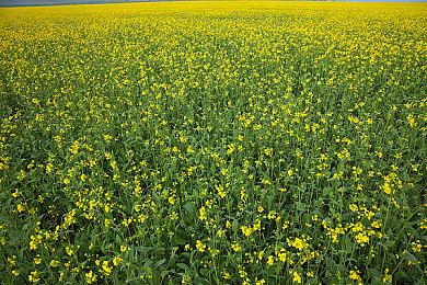 吉田直树称Square Enix考虑对在《最终幻想14》中使用第三方插件采取法律措施